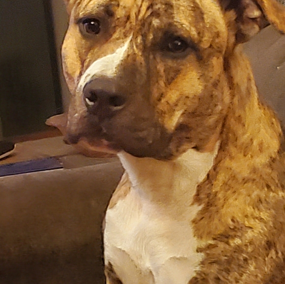 Meet your Posher, Peyton - Picture 2 of 2